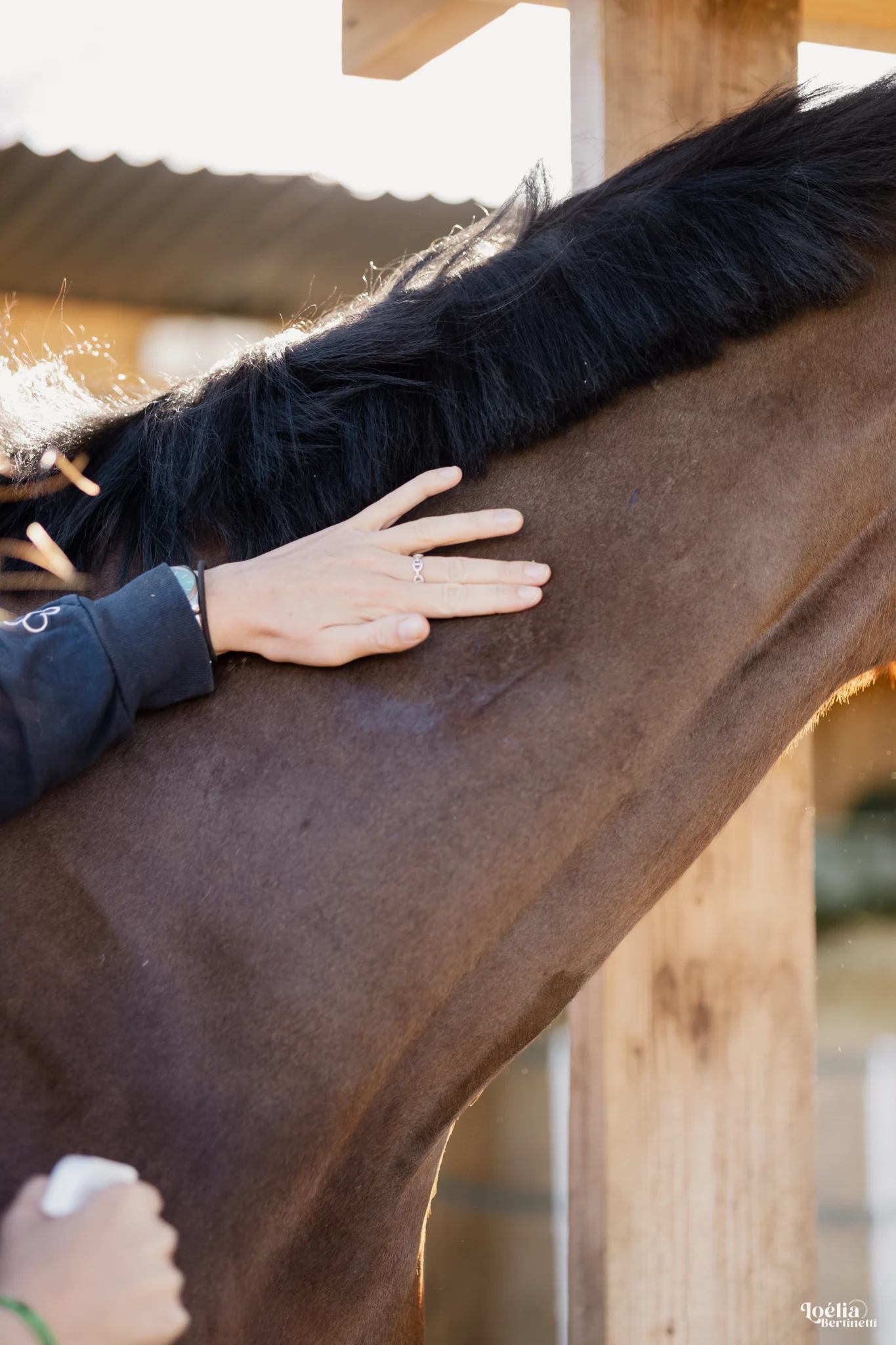 Bacticrin application sur un cheval - ESC Laboratoire