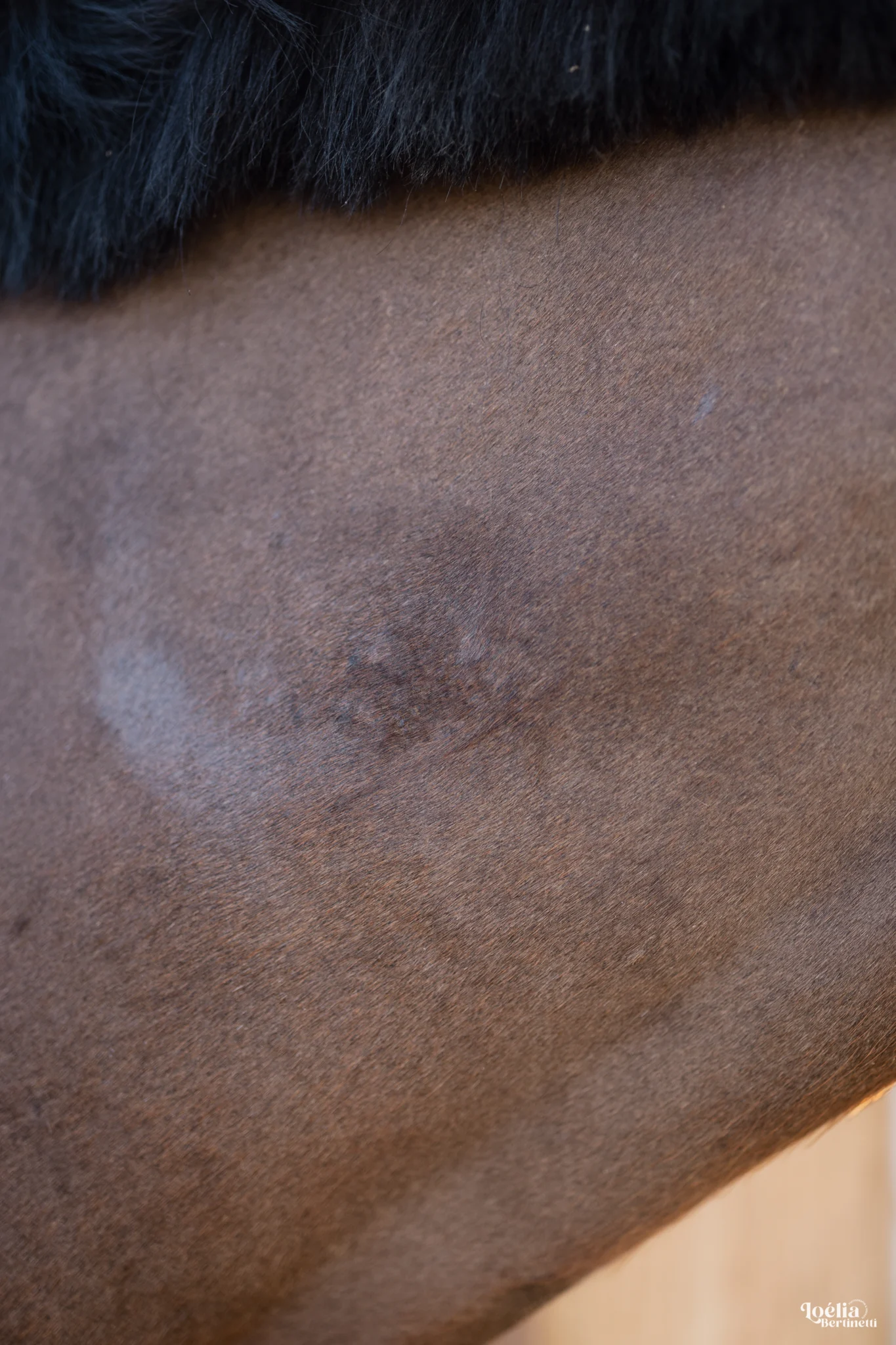 BACTICRIN - Lotion purifiante cheval - Enrichie en huiles essentielles – Image 7
