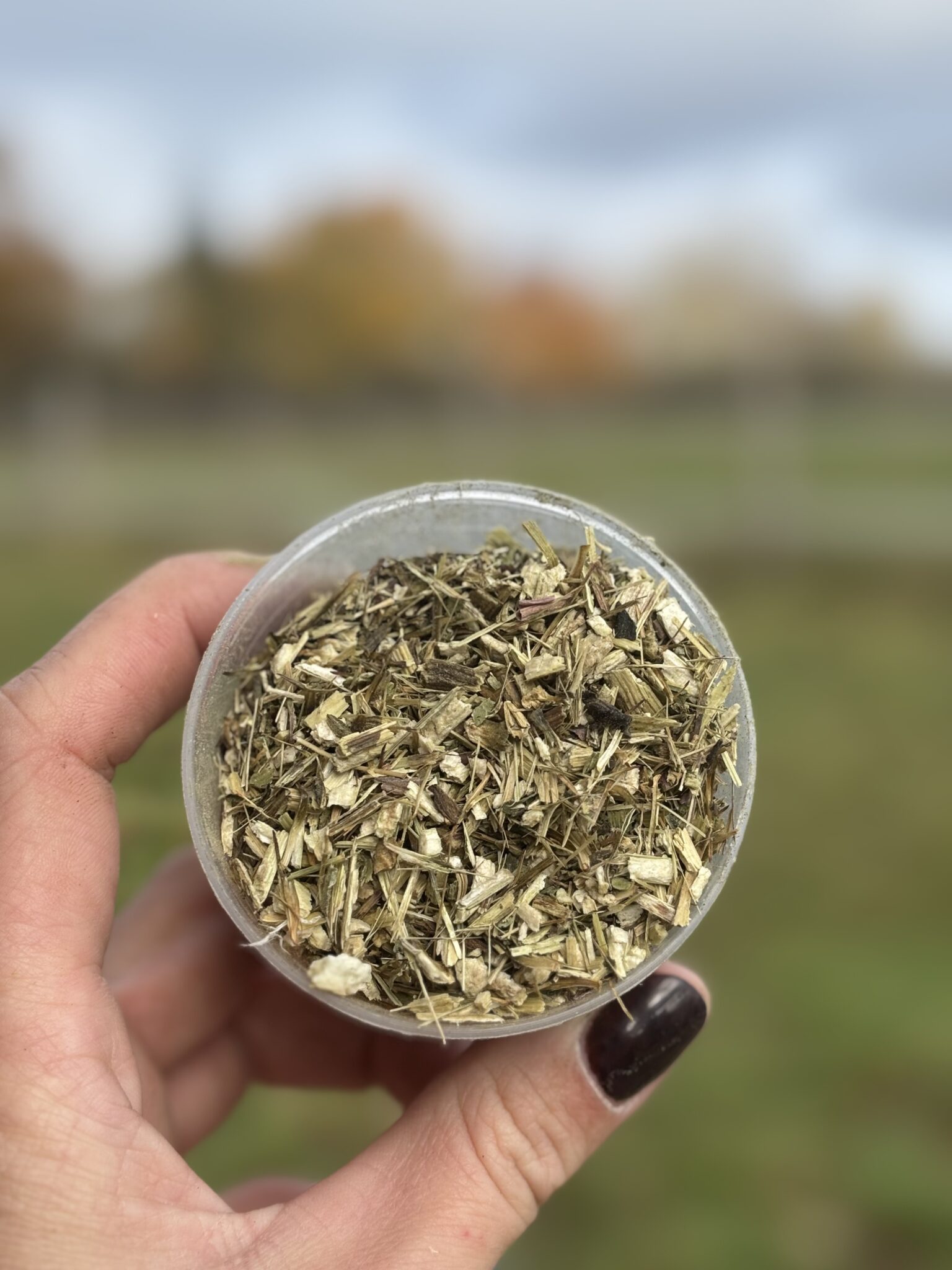 aspect échinacée ESC Laboratoire