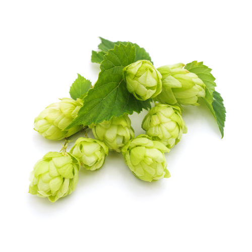 You are currently viewing Le houblon