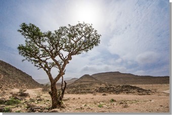 You are currently viewing Le Boswellia serrata