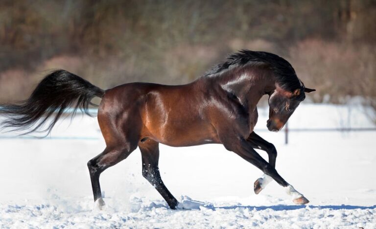 Lire la suite à propos de l’article Les muscles du cheval – Savoir comment développer la masse musculaire