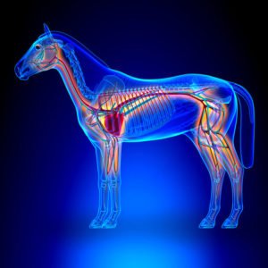 Lire la suite à propos de l’article Le système cardio-vasculaire du cheval