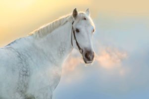 Lire la suite à propos de l’article La respiration du cheval – Aider son cheval à mieux respirer