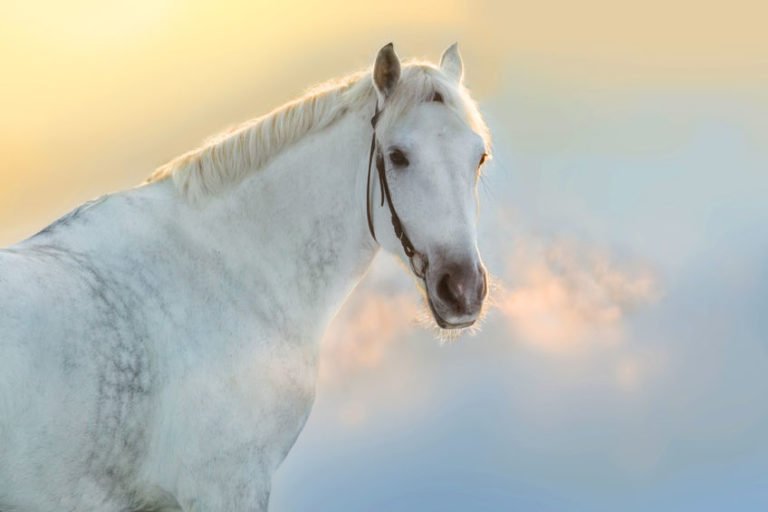 Lire la suite à propos de l’article La respiration du cheval – Aider son cheval à mieux respirer