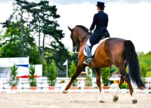 Lire la suite à propos de l’article La locomotion du cheval – Comprendre l’appareil ostéo-articulaire équin