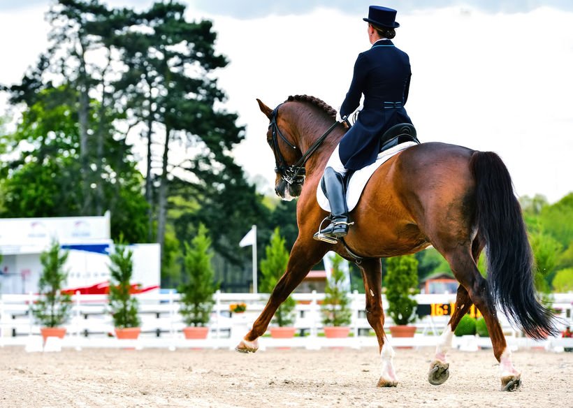 You are currently viewing La locomotion du cheval – Comprendre l’appareil ostéo-articulaire équin