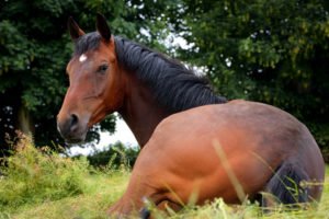 Lire la suite à propos de l’article La digestion du cheval – Quelle solution naturelle pour l’estomac sensible de votre cheval ?