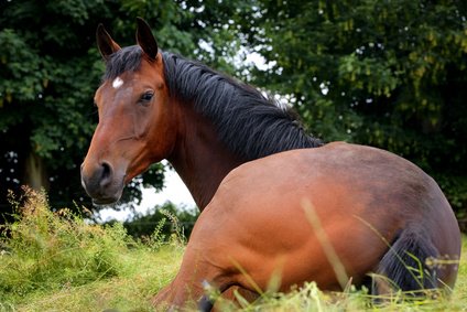 You are currently viewing La digestion du cheval – Quelle solution naturelle pour l’estomac sensible de votre cheval ?