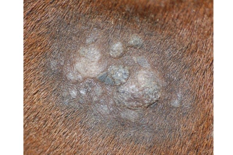 Lire la suite à propos de l’article Synergie de produits internes/externes destinés au traitement des verrues et sarcoïdes chez le cheval par ESC Laboratoire