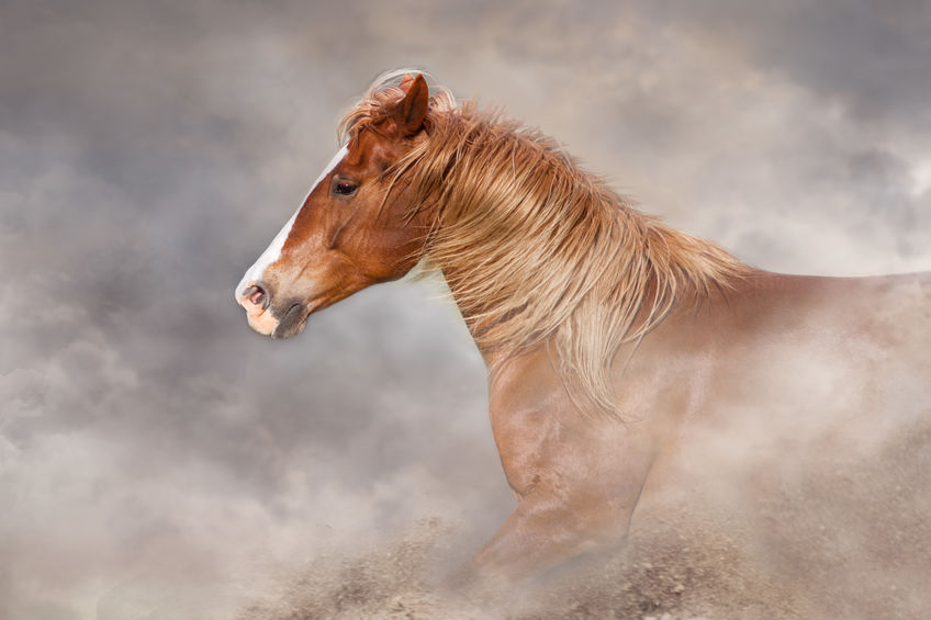 Troubles Respiratoires du Cheval  Intérêt des Purificateurs de