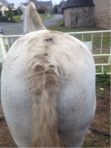 Goudron de Norvège sole et fourchette 1 L - Paskacheval - PASKACHEVAL -  Goudron sabot - Equestra