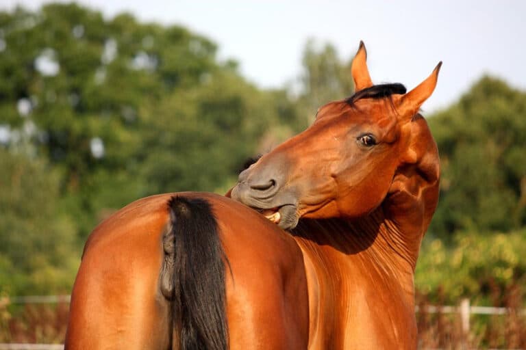 Lire la suite à propos de l’article Tout savoir sur la dermite estivale chez le cheval