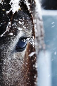 Lire la suite à propos de l’article Les principales déficiences immunitaires chez le cheval