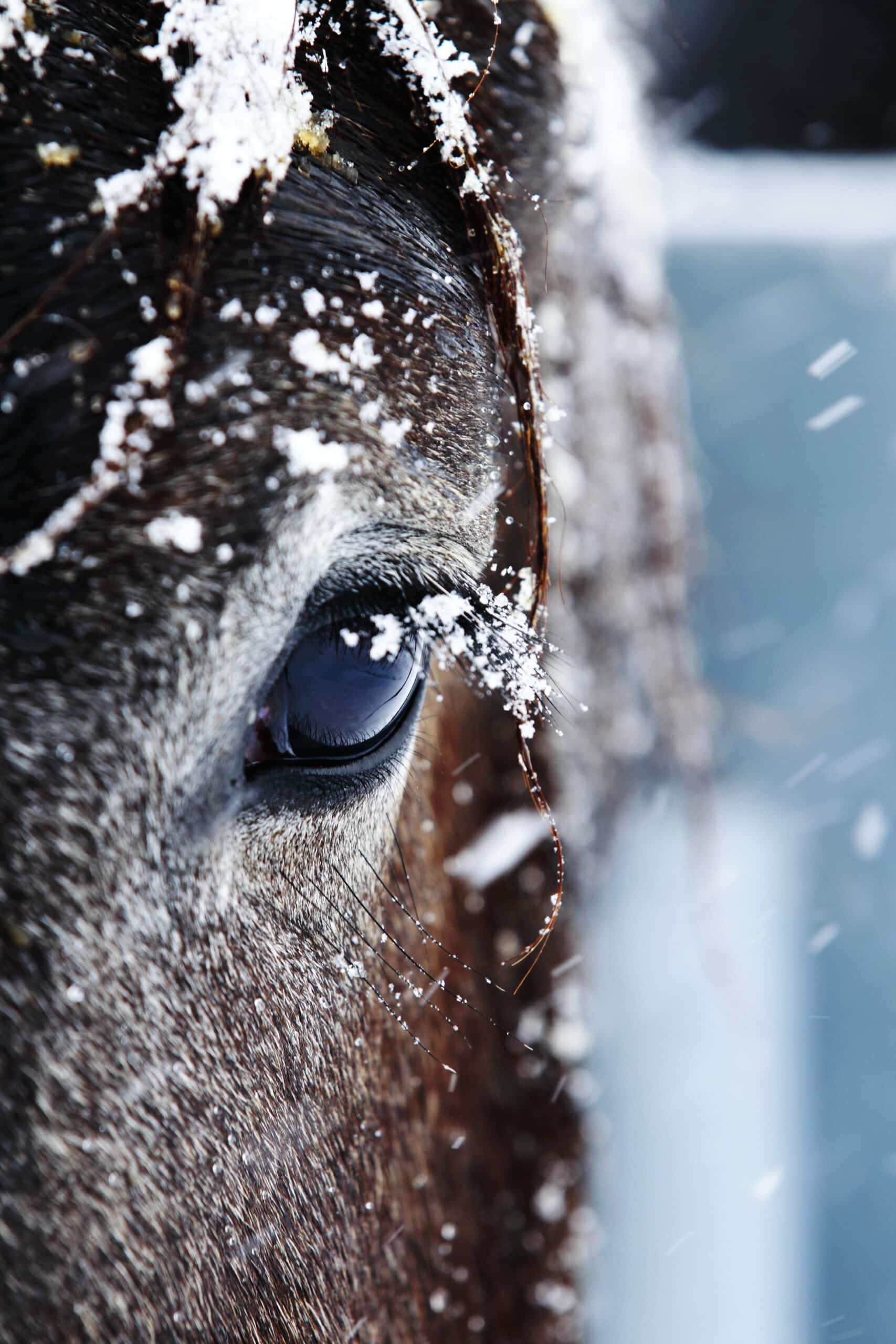 You are currently viewing Les principales déficiences immunitaires chez le cheval