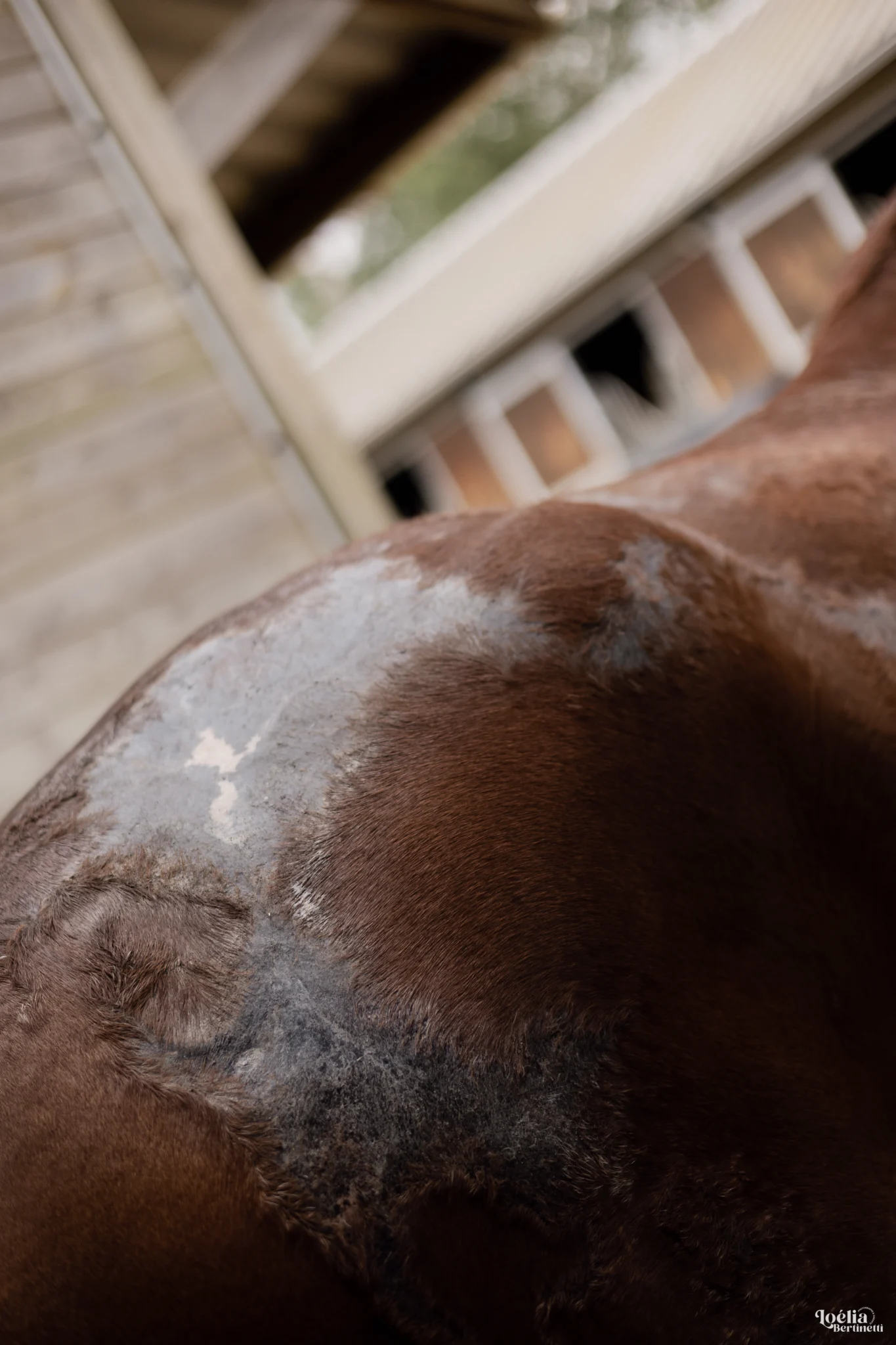 COCO PROTECT - Crème solaire protectrice cheval – Image 7