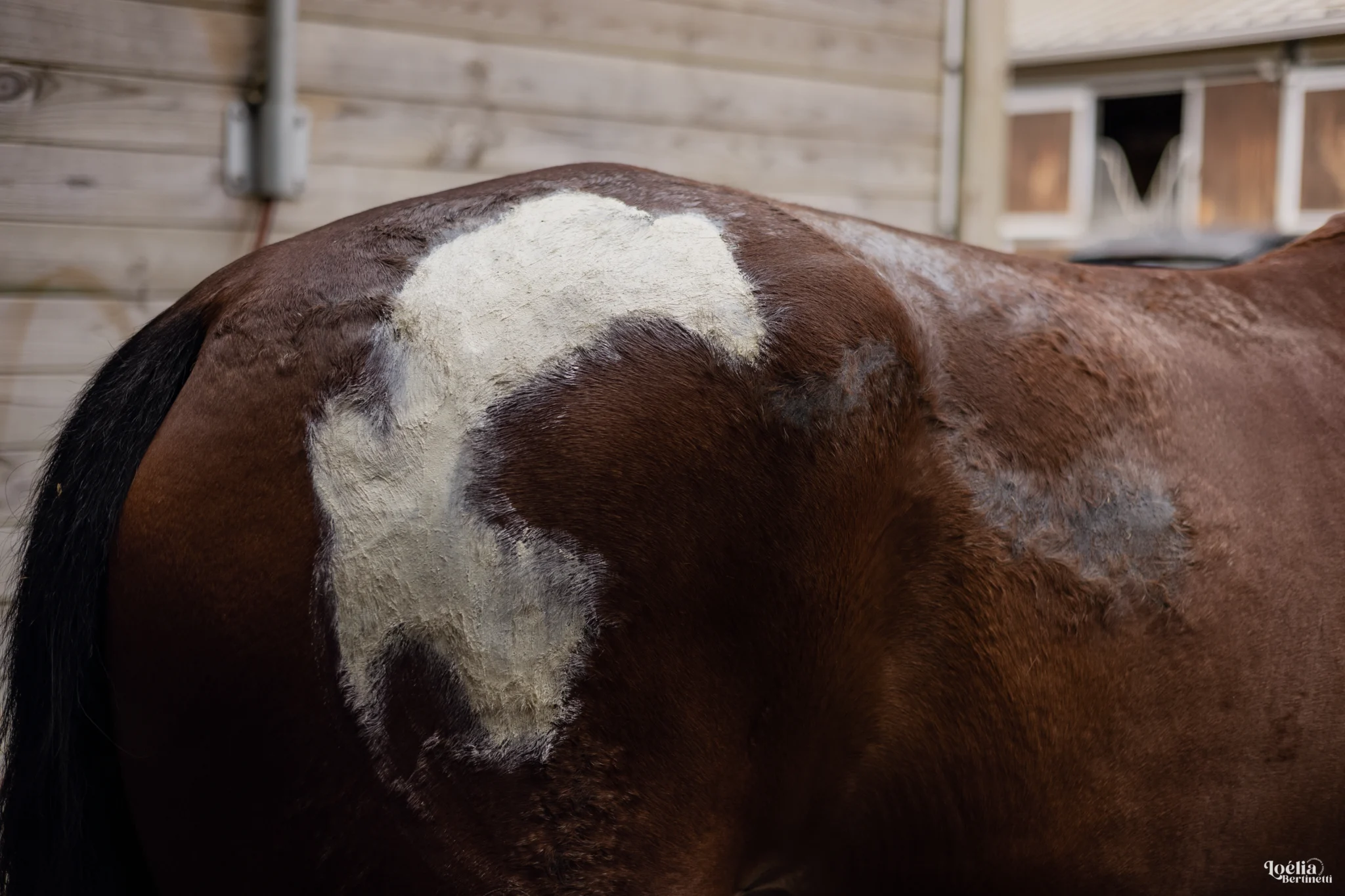 COCO PROTECT - Crème solaire protectrice cheval – Image 9