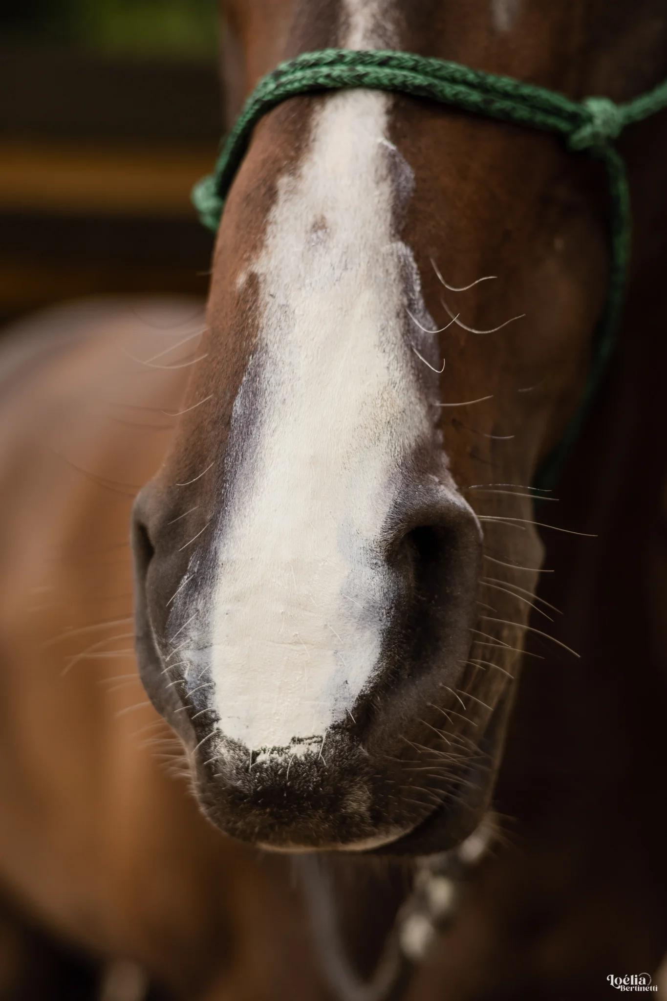 COCO PROTECT - Crème solaire protectrice cheval – Image 6