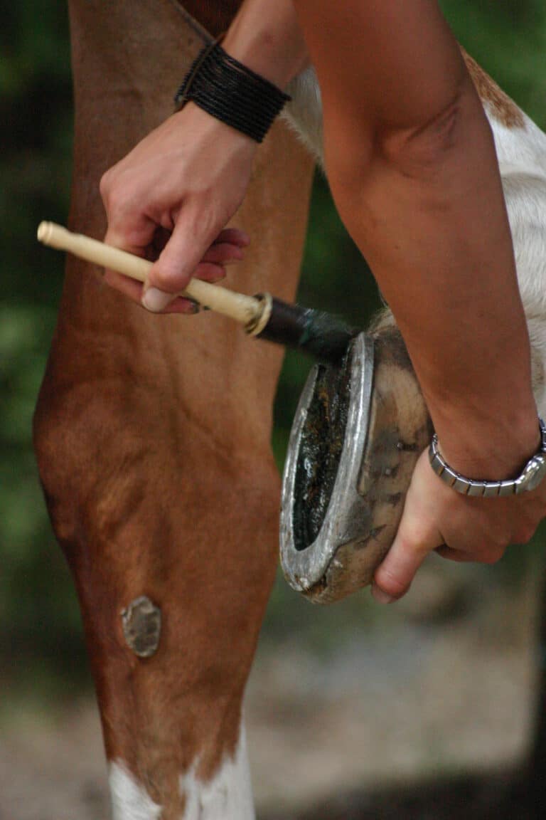 Lire la suite à propos de l’article Quel goudron végétal choisir pour prendre soin des pieds d’un cheval ?