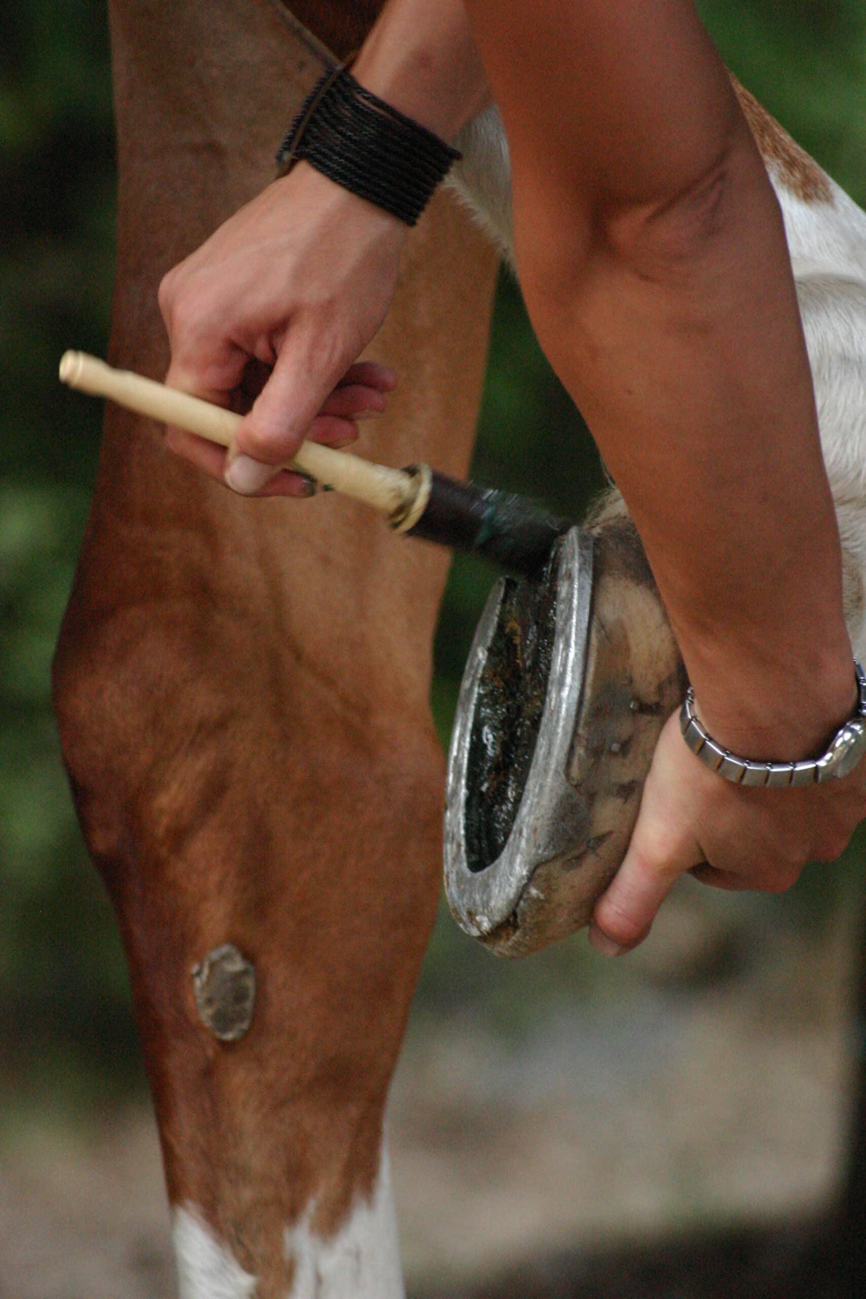 You are currently viewing Quel goudron végétal choisir pour prendre soin des pieds d’un cheval ?