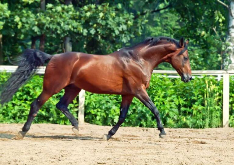 Lire la suite à propos de l’article L’arthrose un trouble fréquent quel que soit l’âge du cheval