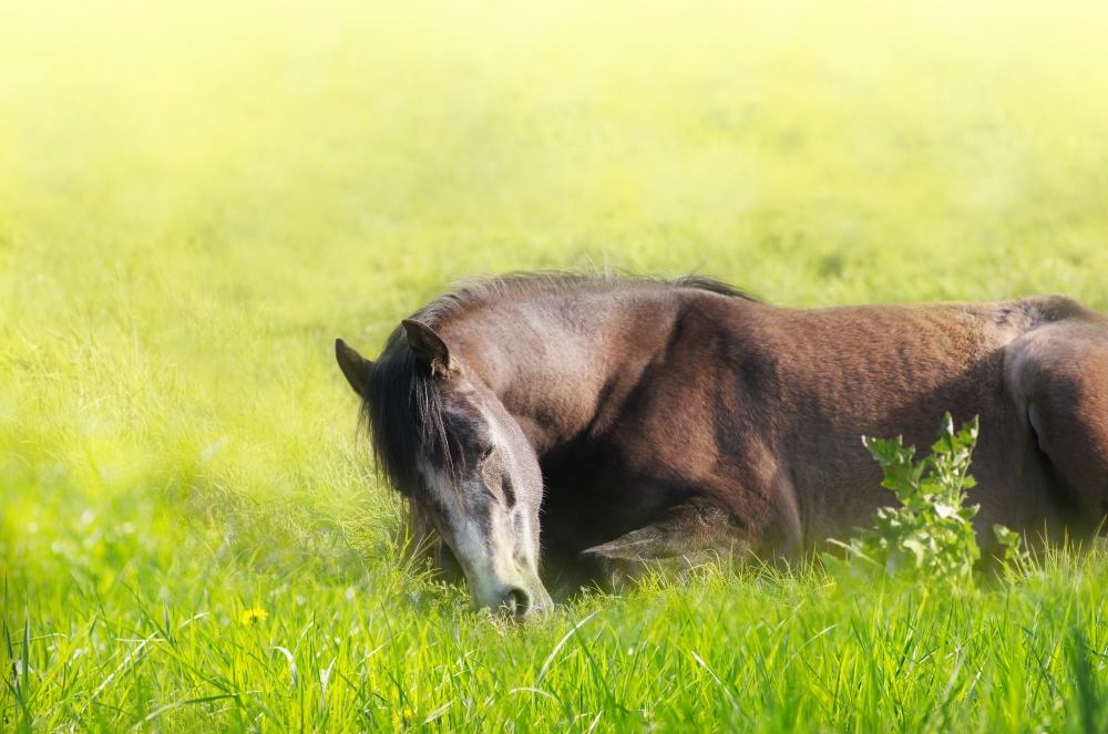 fatigue cheval
