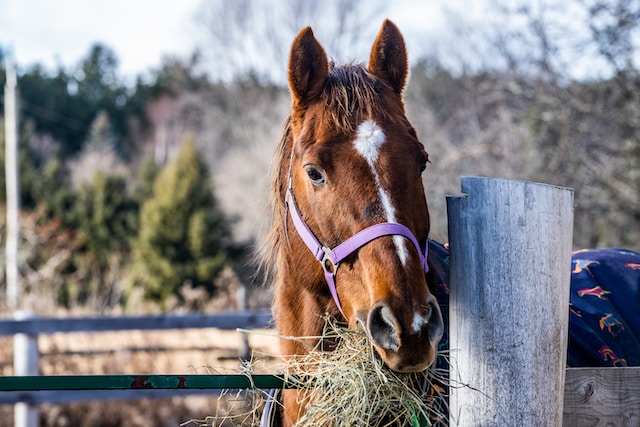 Quelle alimentation pour son cheval ?