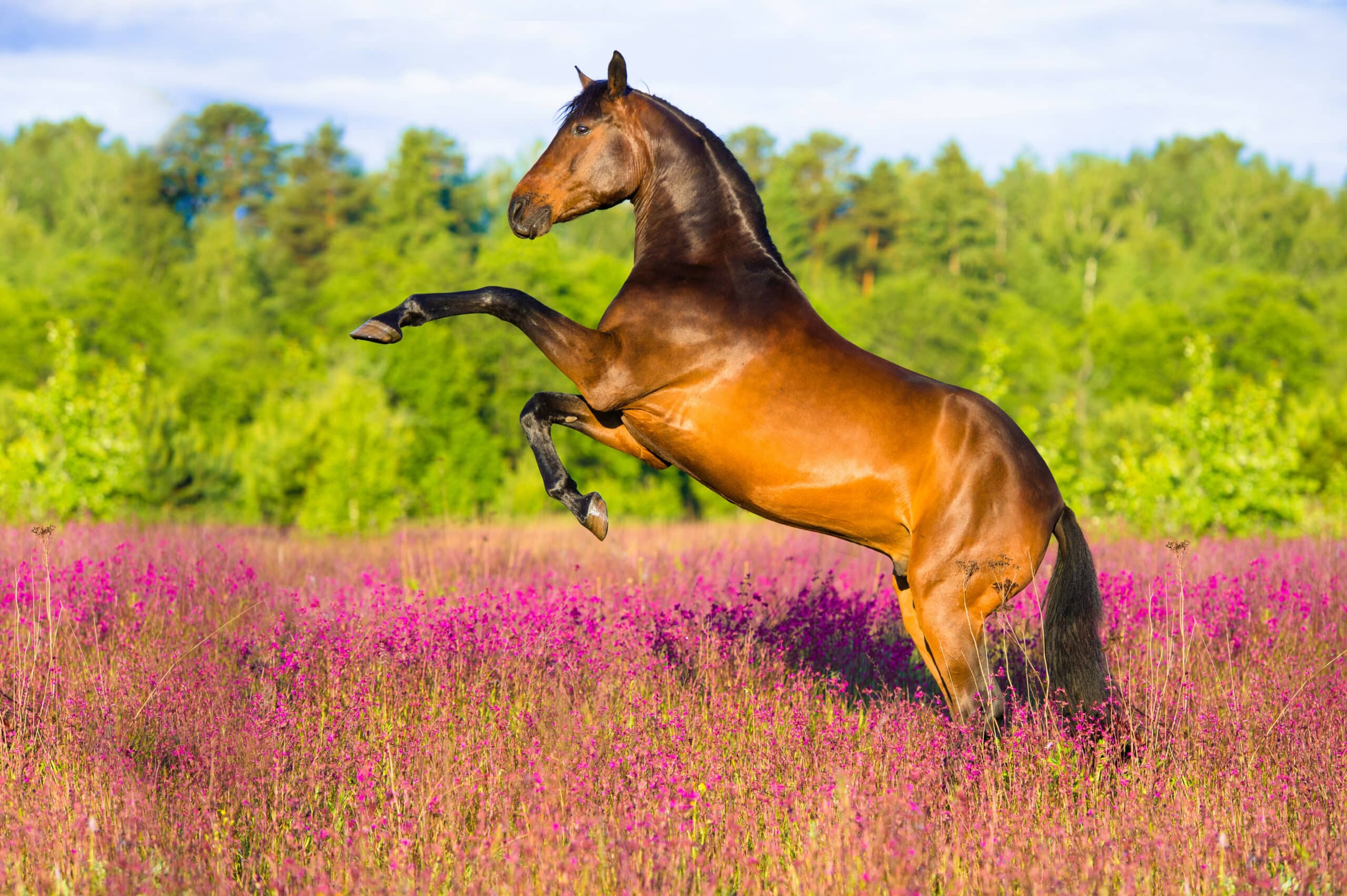 You are currently viewing Les vitamines et les minéraux indispensables pour son cheval