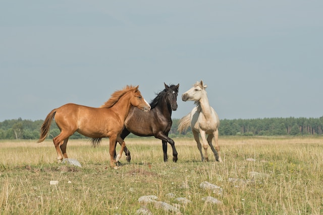 Lire la suite à propos de l’article Pourquoi faire une détox de printemps cheval ?