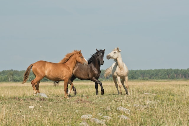 Détox de printemps pour le cheval