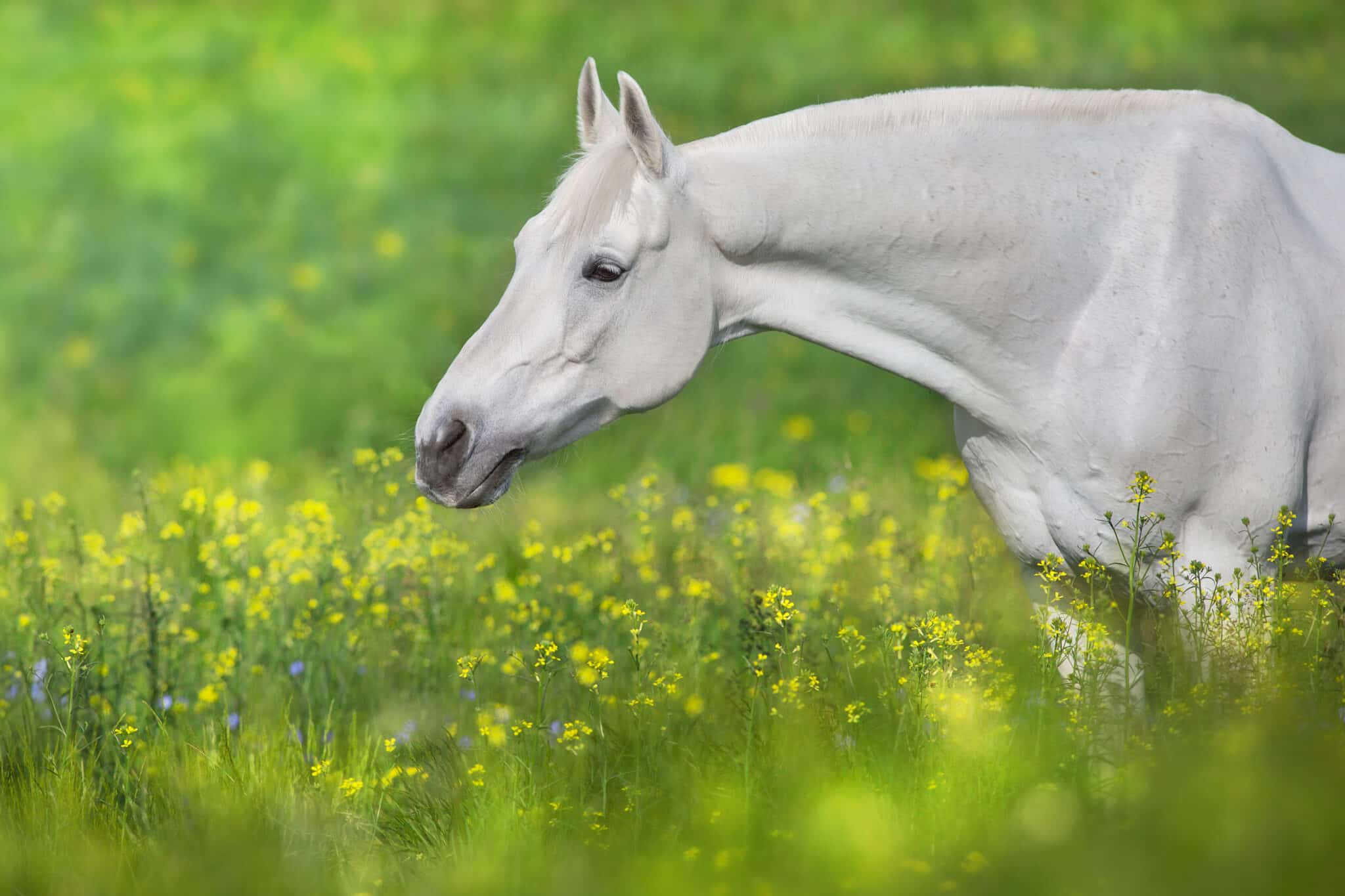 Détox du printemps pour les chevaux