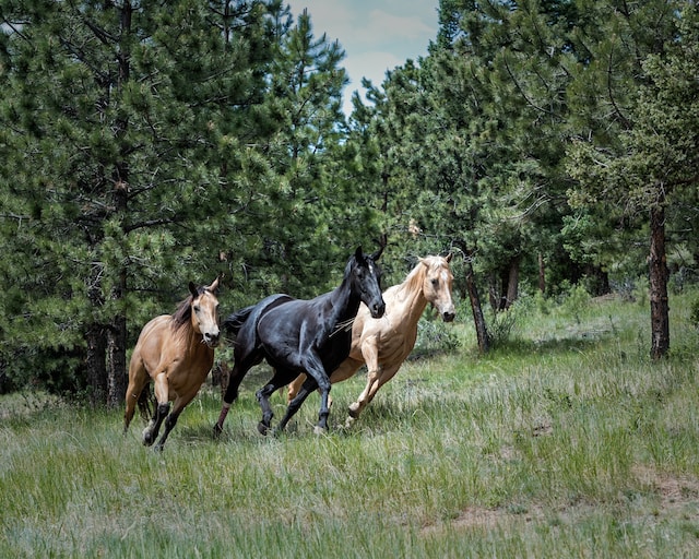 Lire la suite à propos de l’article 5 plantes pour lutter contre la fatigue chez le cheval