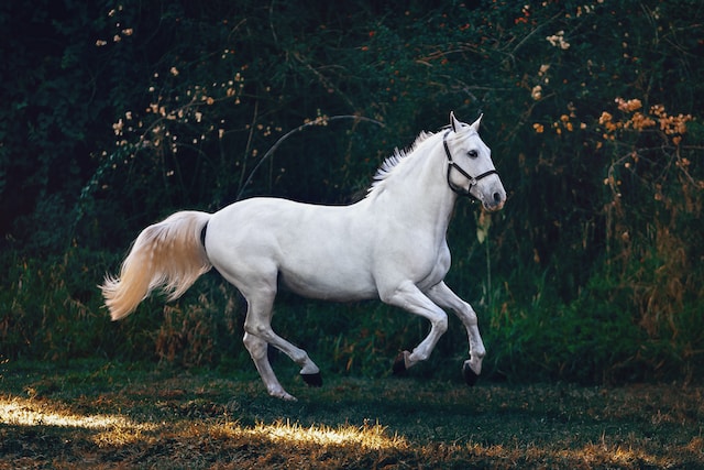 Donner de l'énergie à son cheval