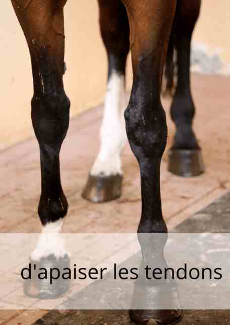 ESC Laboratoire apaiser les tendons chevaux