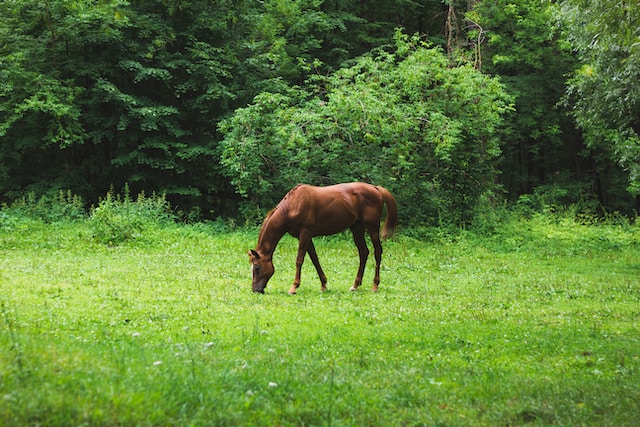Conseils pour une cure drainante pour les chevaux