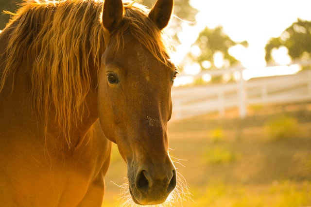 Comment drainer et détoxifier son cheval naturellement ?