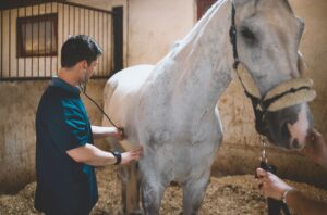 consultation vétérinaire cheval emphysémateux