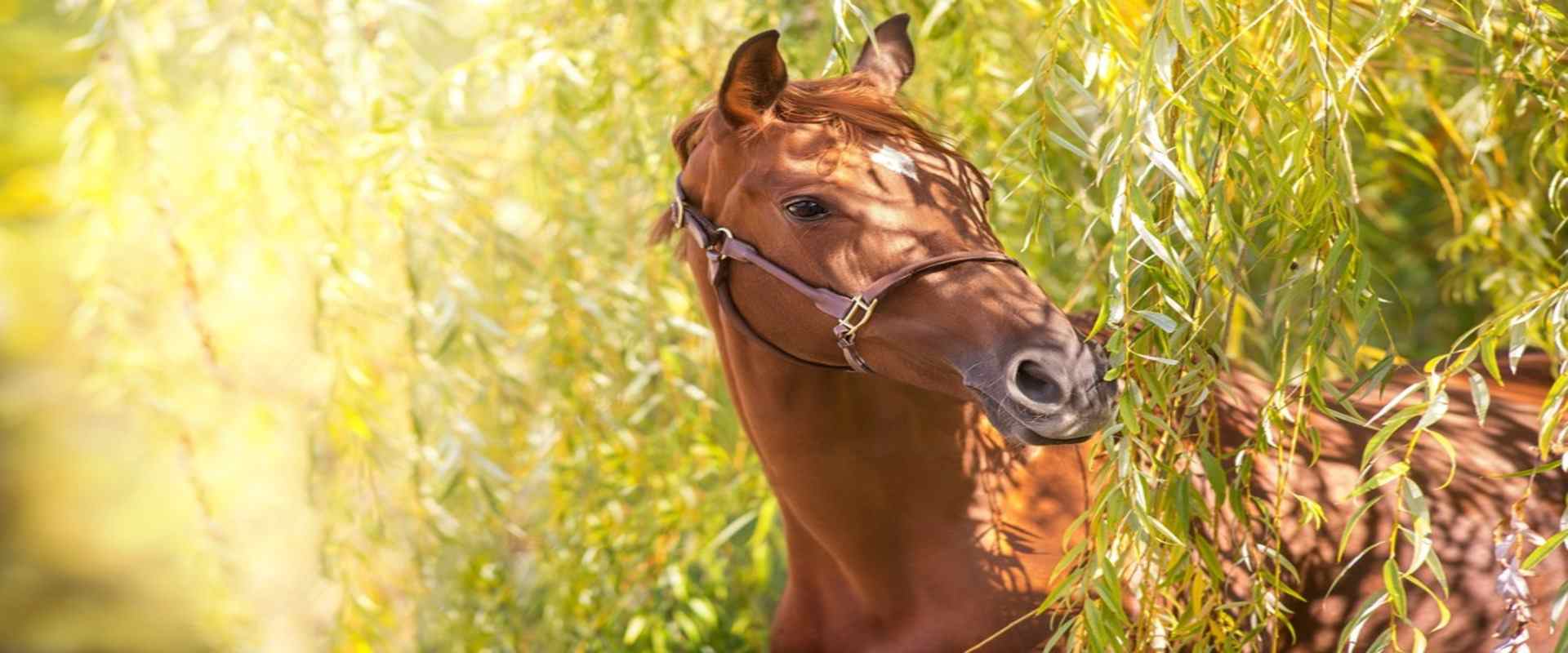 ESC Laboratoire produits phyto chevaux