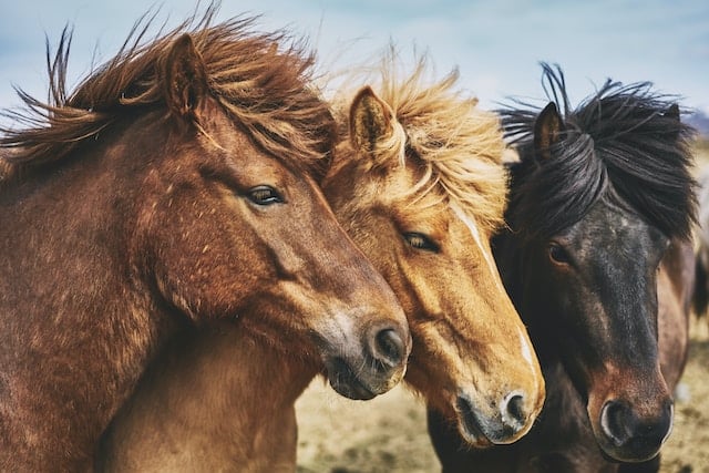 Lire la suite à propos de l’article Quels sont les bienfaits du chlorure de magnésium pour mon cheval ?