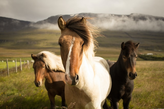 The benefits of magnesium for horses