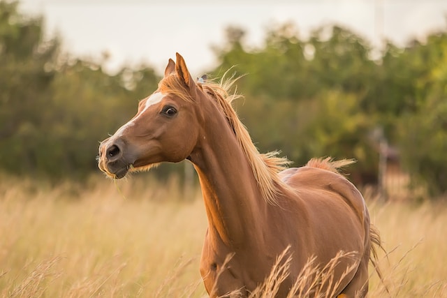 Comment reconnaitre l'emphysème chez le cheval ?