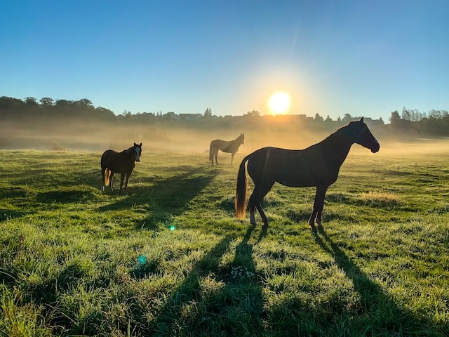 Lire la suite à propos de l’article Reconnaître et soulager l’emphysème du cheval