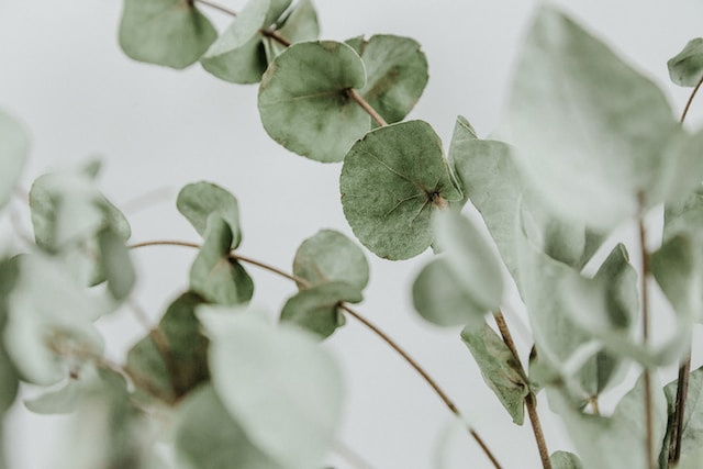 Lire la suite à propos de l’article 5 plantes pour soulager l’emphysème de mon cheval