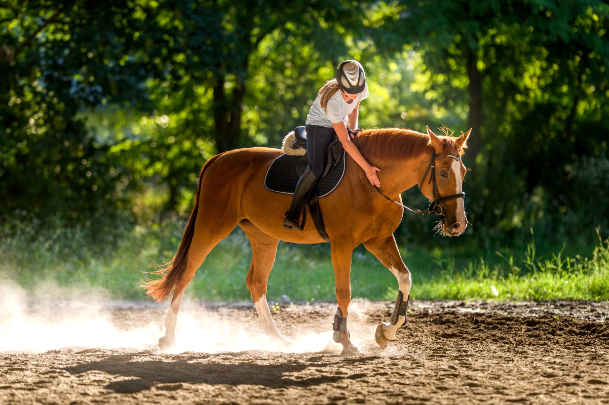 Soins naturels pour les chevaux, ESC, box remise de travail