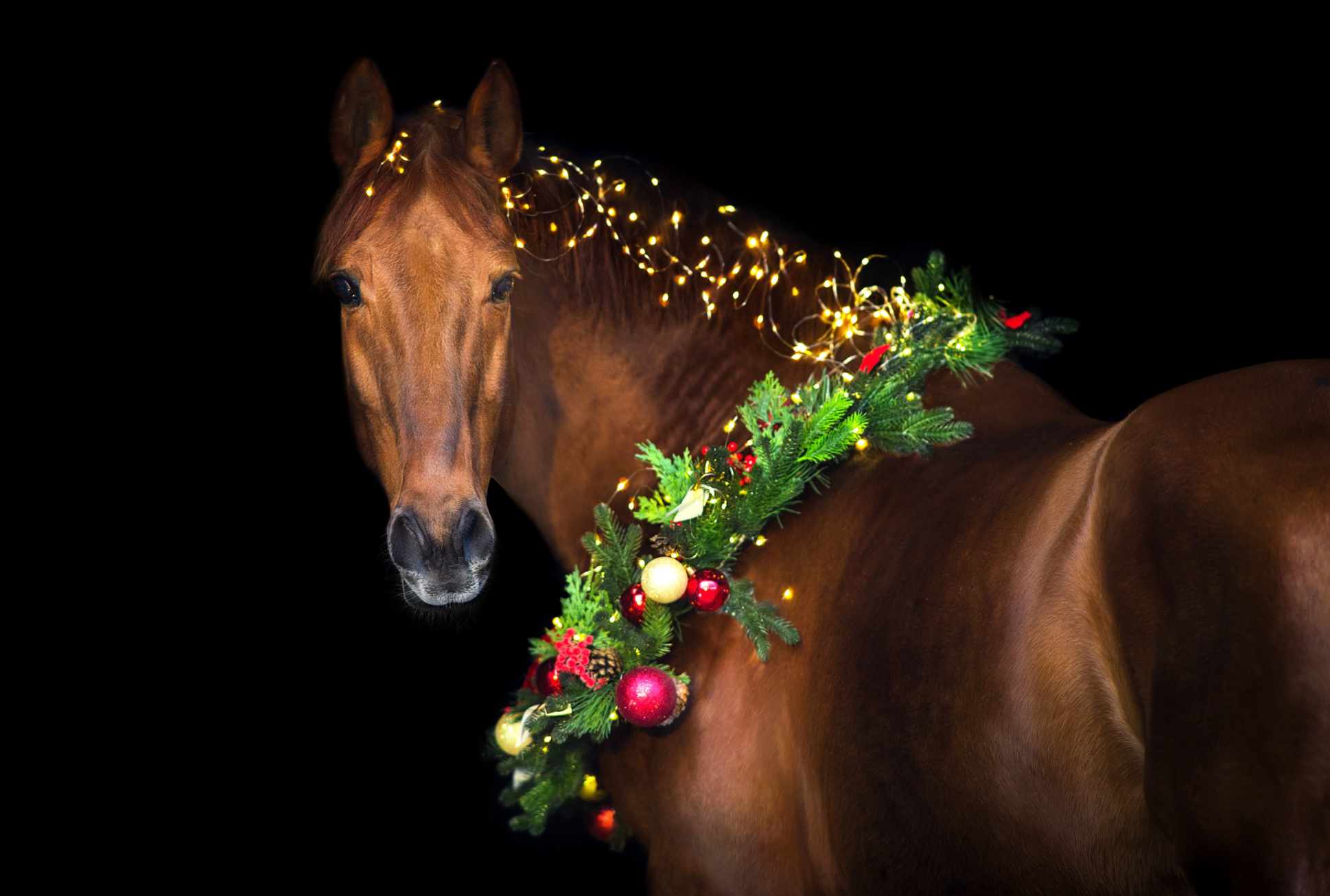 ESC Laboratoire produits naturels chevaux