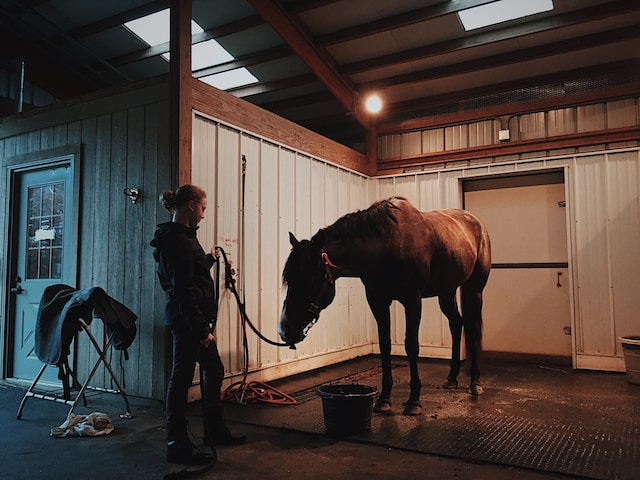 Lire la suite à propos de l’article Faut-il donner du mash à son cheval : 4 bonnes raisons