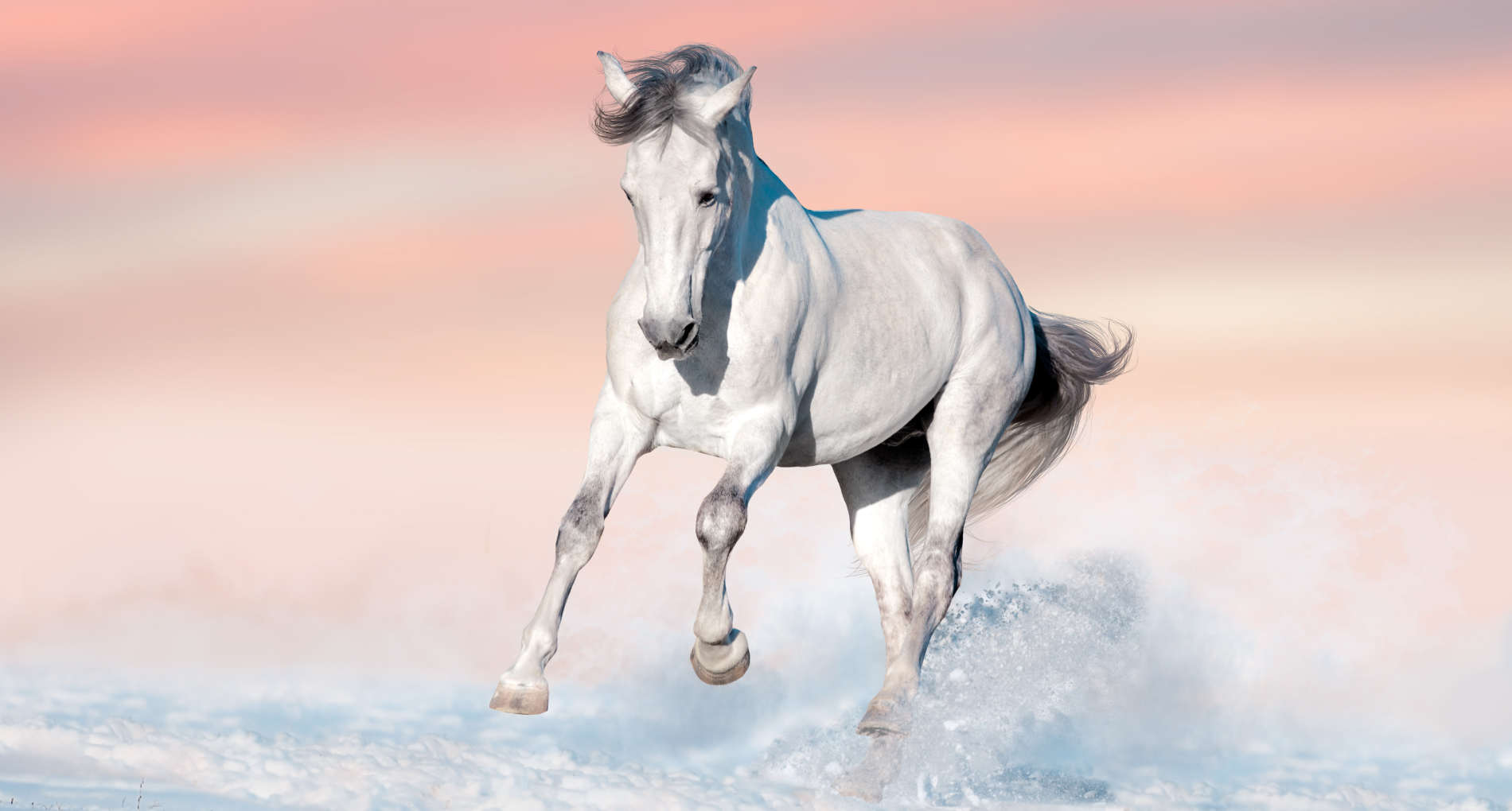 ESC Laboratoire produits naturels chevaux