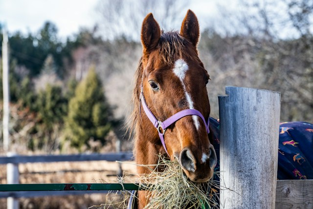 Lire la suite à propos de l’article Pourquoi donner un CMV à mon cheval ?