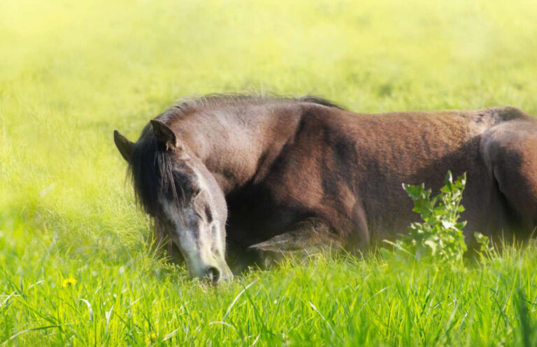 Lire la suite à propos de l’article Comprendre et soigner la maladie de cushing chez le cheval