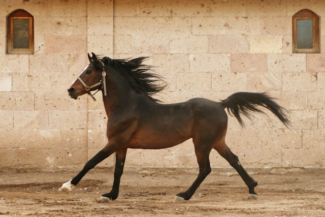 Comment traiter la lymphangite du cheval ?